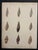 Hand-Colored Antique George Sowerby Engraved Plates Ft. Seashells - Set of 6 For Sale - Image 9 of 11