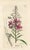 Original hand-colored botanical print from an early edition of “English Botany”, the monumental work by James Sowerby that...