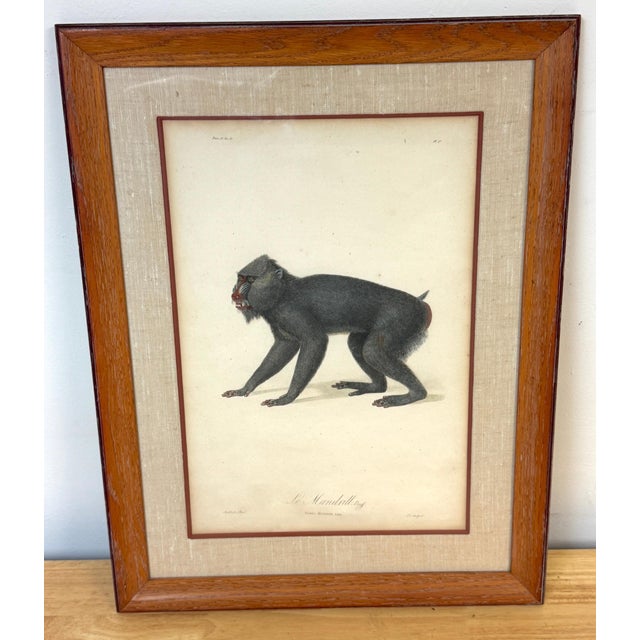 Wood Set of 4 Hand-Colored French Primate Engravings by Jean-Baptiste Audebert For Sale - Image 7 of 18