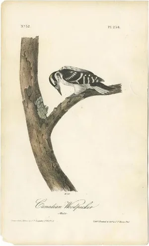 Audubon, Canadian Woodpecker, 1840, Paper
