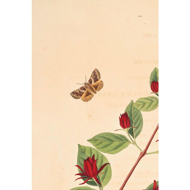 French Country Antique Botanical Study With Moths, 1797 Vintage Art Print Reproduction, 16" X 24" For Sale - Image 3 of 10