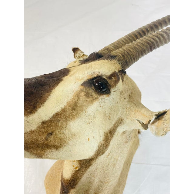 Vintage Mounted Antelope Taxidermy Wall Mount With Long Horns, Estate Find For Sale In Los Angeles - Image 6 of 18