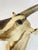 Vintage Mounted Antelope Taxidermy Wall Mount With Long Horns, Estate Find For Sale In Los Angeles - Image 6 of 18