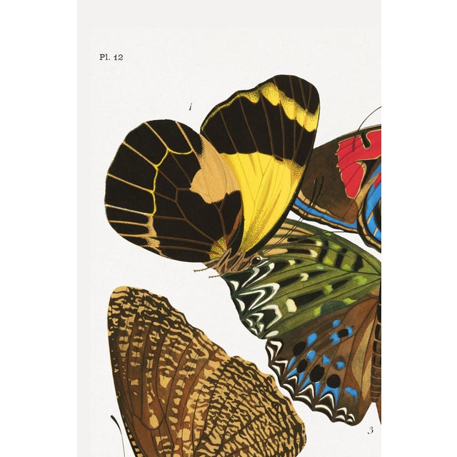 A striking Art Deco natural history study, this vintage art print reproduction features Butterflies, Plate 12, originally...