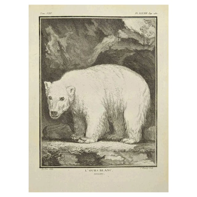 Pierre Charles Baquoy, L'Ours Blanc, Etching, 1771 For Sale