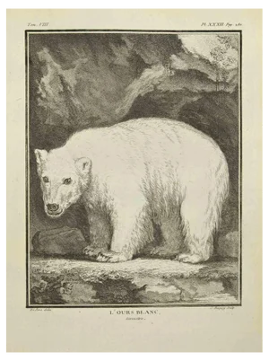 Pierre Charles Baquoy, L'Ours Blanc, Etching, 1771