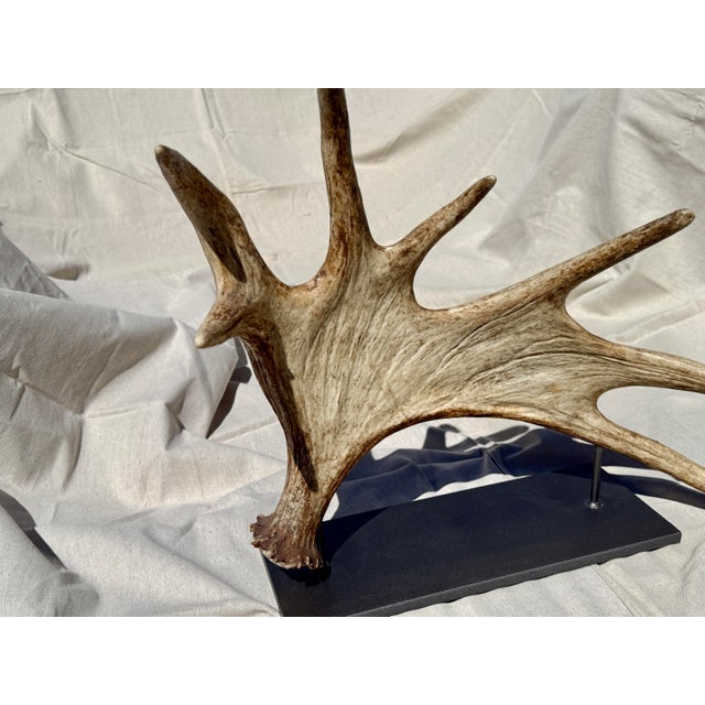 Tan Side Mounted Moose Antler/Paddle 1 For Sale - Image 8 of 9