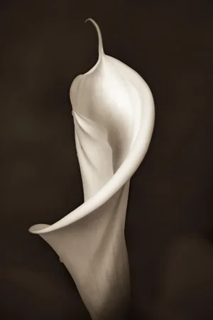 2021 "Calla Ballet. Beverly Hills, California" Modern Photography, Ultra Vibrant Acrylic Prints by Marty Hulsebos Photography