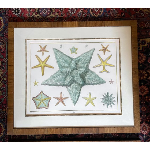 American Adolf Van De Laan (Dutch 1684-1755) Hand Colored Engravings "Starfish", 20th Century Restrikes. Set of 2 For Sale - Image 3 of 9