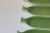 Ceramic Set of Six Vintage Green FöRM Corn on the Cob Dishes by Shenango China For Sale - Image 7 of 9