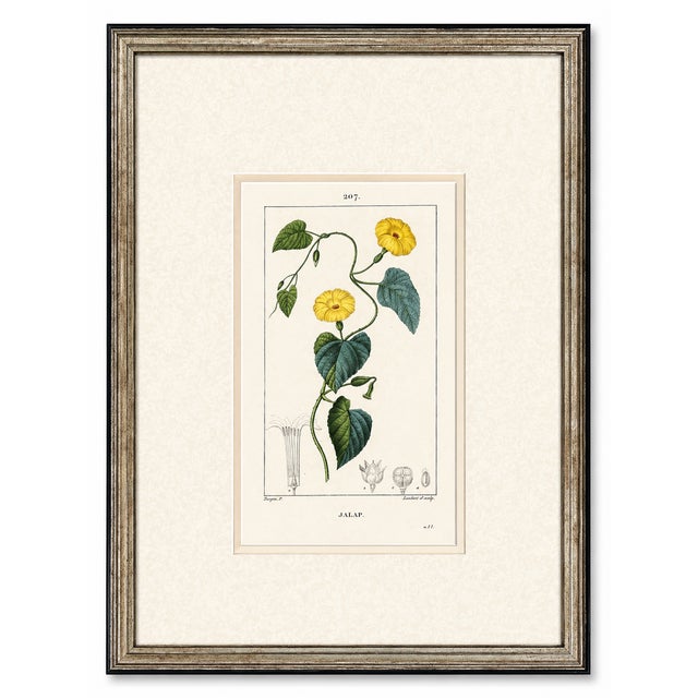 Early 19th Century Set of Six. Antique French Botanical Engraving by Pierre Jean François Turpin (C. 1835), Professionally Framed For Sale - Image 5 of 7