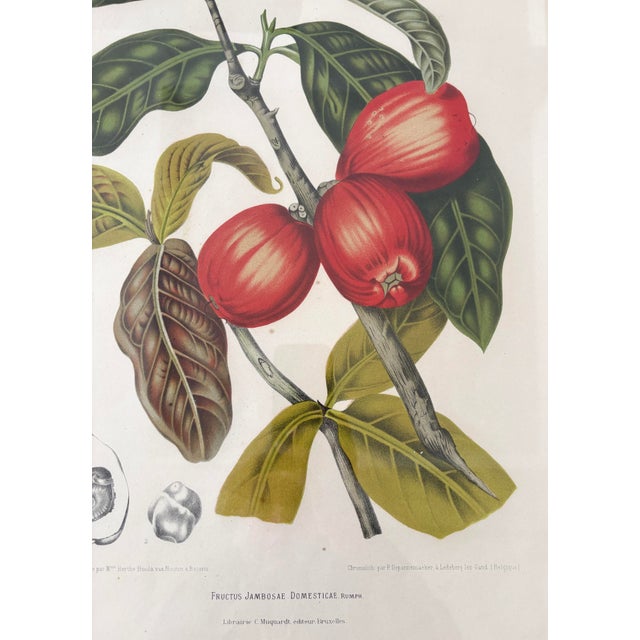 Printmaking Materials Vintage Botanical Floral Prints, l'Ile De Java, Framed, a Pair Reproduction For Sale - Image 7 of 12