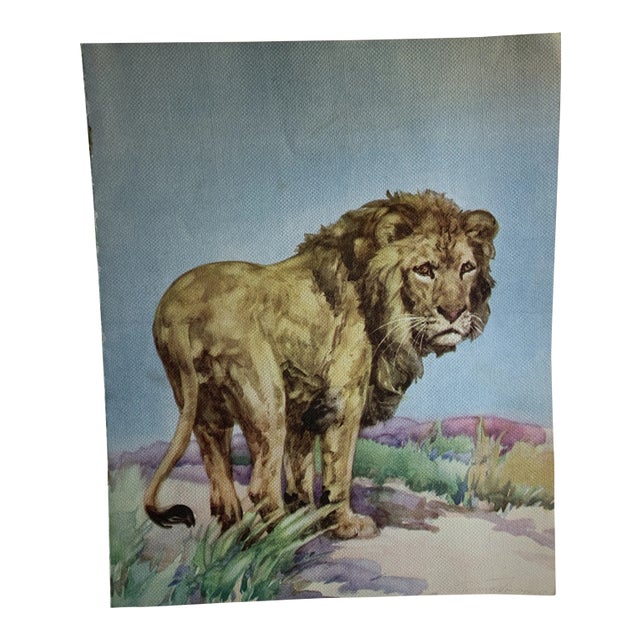 1937 Lion Book Illustration by Diana Thorner For Sale