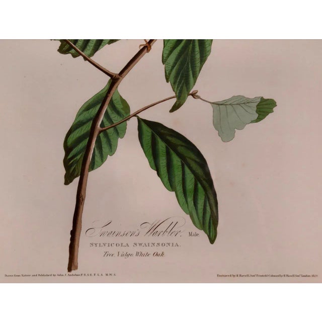 Swainson's Warbler: A Framed Original Hand-Colored Audubon Folio Bird Engraving, 1828 For Sale - Image 4 of 7