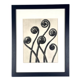 1940s Framed Botanical Blossfeldt Print - No. 9 For Sale