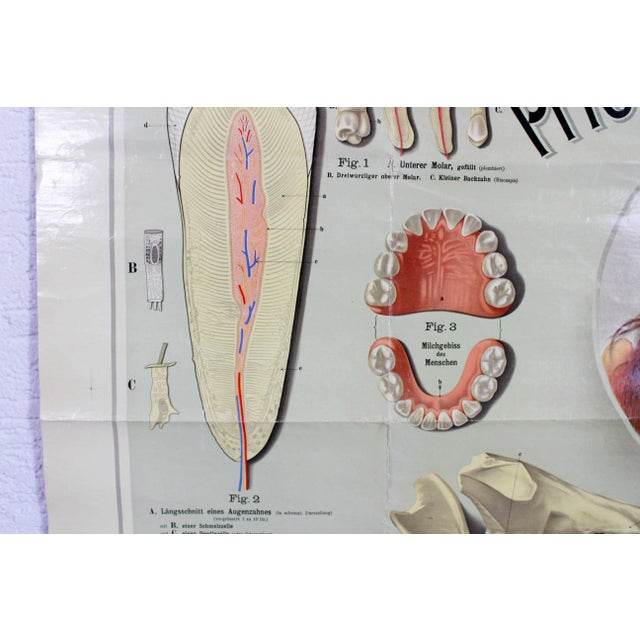 Pfleget die Zähne Vintage Print For Sale - Image 9 of 13