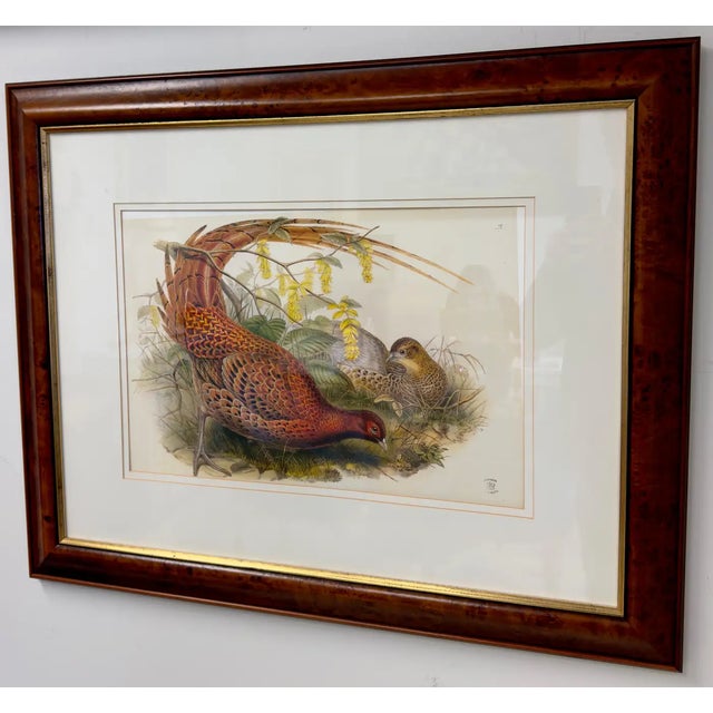John Gould Pheasants "Phasianus Soemmeringii" Large Lithograph, Framed For Sale - Image 4 of 10