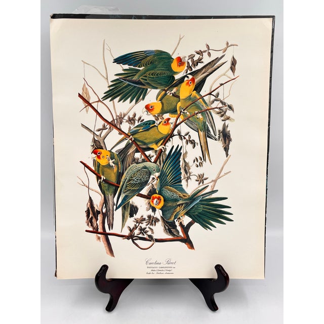 1964 Audubon Folio Lithograph Great Bird Paintings - "Carolina Parrot" 17x14 For Sale - Image 9 of 9