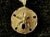 Mid 20th Century 14k Gold Sand Dollar Pendant For Sale - Image 5 of 5