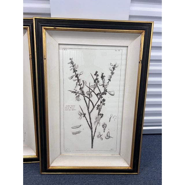 2000 - 2009 Antique Botanical Framed Prints by Madame Pinard For Sale - Image 5 of 6