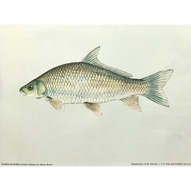 Mid 20th Century Mid 20th Century Set of 3 Vintage Dept.of the Interior/U.S. Fish and Wildlife Service, Color Plate Original Prints Framed. For Sale - Image 5 of 10