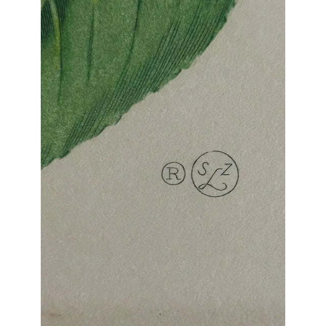 1950s Zoltan Lucas, Fruits, 1910s, Lithographs, Set of 2 For Sale - Image 5 of 12