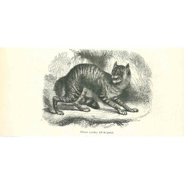 The Cat is an original lithograph on ivory-colored paper, realized by Paul Gervais (1816-1879). The artwork is from The...