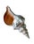 Contemporary Oversized 14” Silver Leaf Horse Conch Shell Sculpture – Natural Coastal Object, Hand-Finished Organic Luxe Decor For Sale - Image 3 of 7
