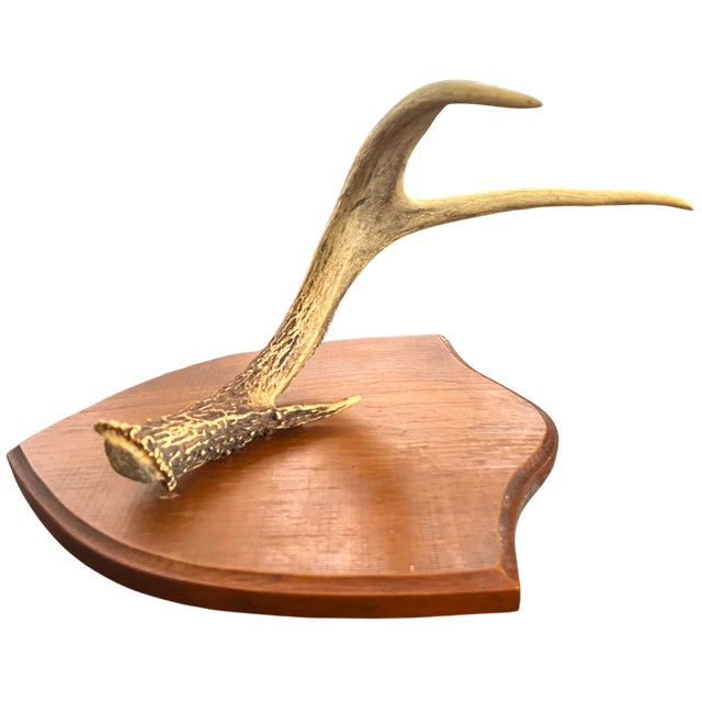 American Vintage Single Deer Antler on Wood Shield Plaque – Sculptural Rustic Wall Decor, Ralph Lauren Lodge / Collected Interior Accent For Sale - Image 3 of 6