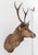 Late 20th Century Javan Rusa Deer Trophy For Sale - Image 5 of 11