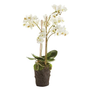 Phalaenopsis Orchid Drop-In 20" For Sale