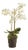 Phalaenopsis Orchid Drop-In 20" For Sale