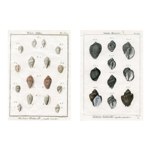 1790s, Antique Seashell Prints, Pair, Hand Colored Engravings, France