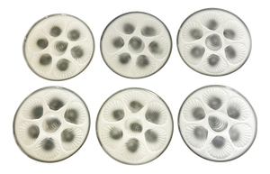 Oyster Plates in Ceramic, France, 1970s, Set of 6