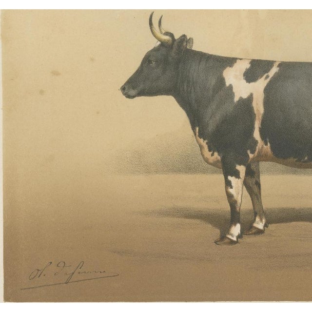 19th Century Borie, Breton Cow, French Cattle Breed, 1863, Paper For Sale - Image 5 of 9