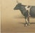 19th Century Borie, Breton Cow, French Cattle Breed, 1863, Paper For Sale - Image 5 of 9