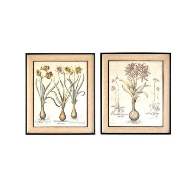 A pair of botanical hand-colored copper plate engravings by Basilius Besler (1561-1629), Narcissus and Lilies, from Hortus...