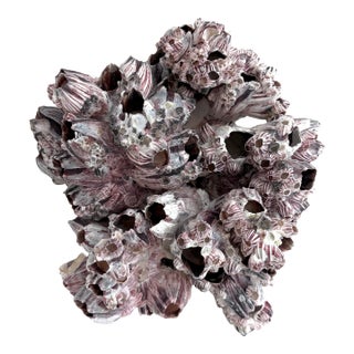 Natural Barnacles Cluster For Sale
