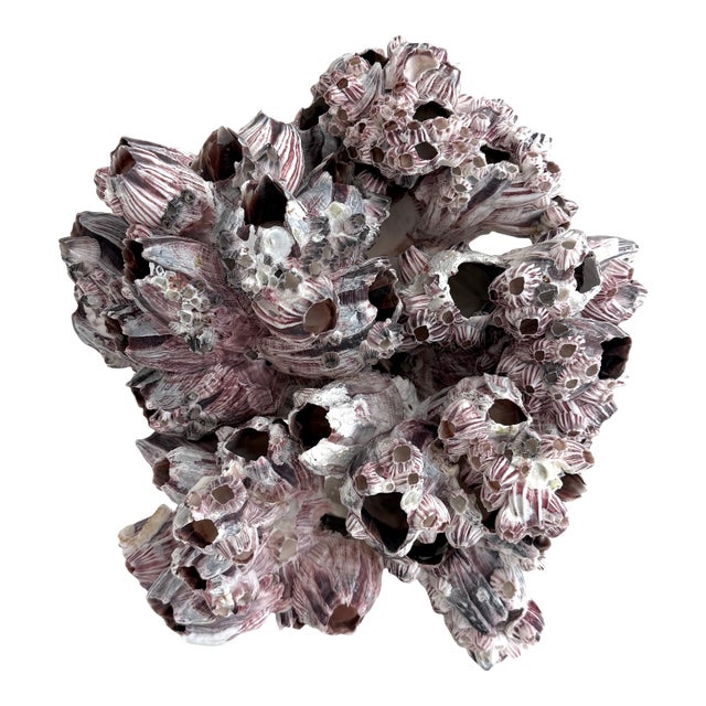 Natural Barnacles Cluster For Sale