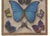 1930s 1934 Set of 2 Vintage French Butterfly Prints, Matted For Sale - Image 5 of 7