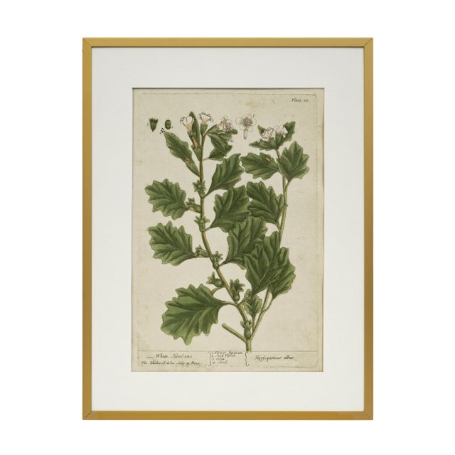English 18th C Botanical Engraving Set 6 Framed Antique Botanical Wall Art Elizabeth Blackwell Prints Traditional & English Country Decor - Set of 6 For Sale - Image 3 of 10
