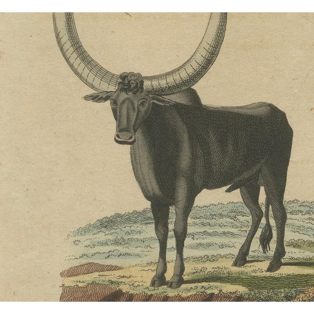 Bertuch, African Sanga Longhorn Cattle, 1810, Engraving For Sale - Image 6 of 9
