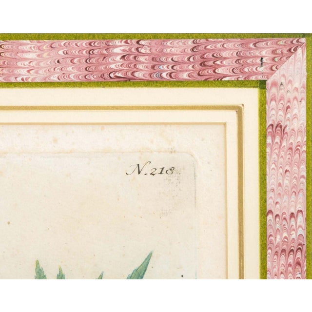 Paper Johann Wilhelm Weinmann Botanical Engravings, Pair For Sale - Image 7 of 14