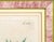 Paper Johann Wilhelm Weinmann Botanical Engravings, Pair For Sale - Image 7 of 14