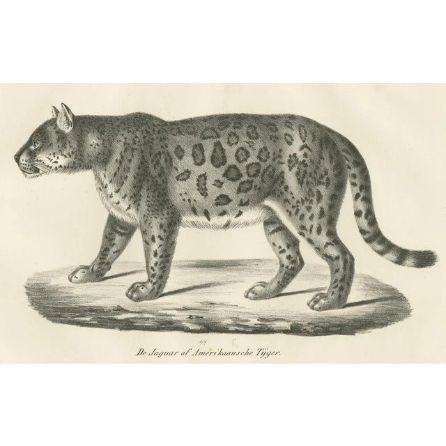 Jaguar, 1836, Lithograph For Sale - Image 4 of 10