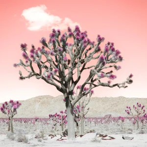 Shades of Pink Contemporary Fine Art Photography by Kristin Hart