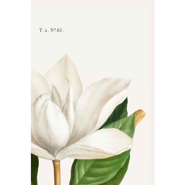 Illustration Southern Magnolia, Redouté Botanical Print, 16" X 24" For Sale - Image 3 of 7