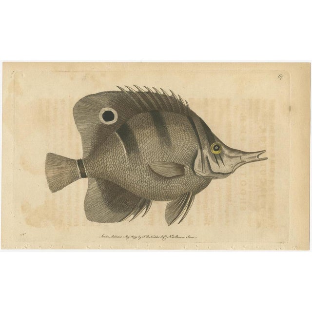 Long-nosed surgeonfish – antique hand-colored fish engraving, nodder c.1794 this finely detailed hand-colored engraving...