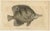 Long-nosed surgeonfish – antique hand-colored fish engraving, nodder c.1794 this finely detailed hand-colored engraving...
