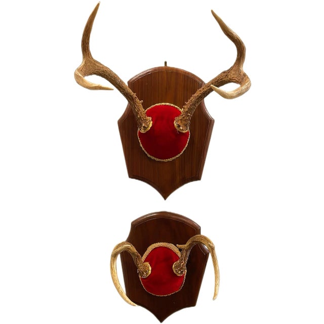 Mid 20th Century Vintage Trophy Mount Antlers - a Pair For Sale In Nashville - Image 6 of 8
